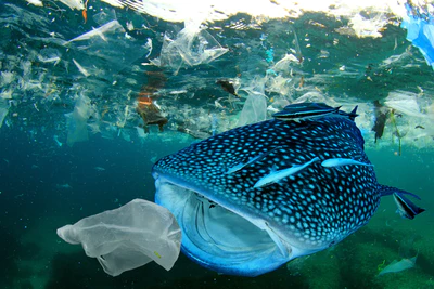 VOYA PLEDGE TO STOP 2 MILLION PLASTIC BOTTLES ENTERING THE OCEAN